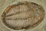 Wide Cluster Of Five Large Asaphid Trilobites - Antennae Preserved #359410-4